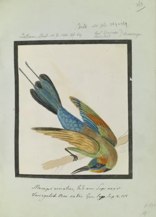 Framed Print : Merops ornatus, Latham collection Vol. 3, f368 Framed Print : Merops ornatus, Latham collection Vol. 3, f368