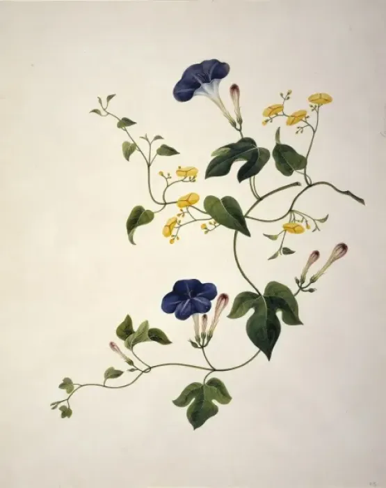 Framed Print : Merremia cf. umbellata, morning glory Framed Print : Merremia cf. umbellata, morning glory