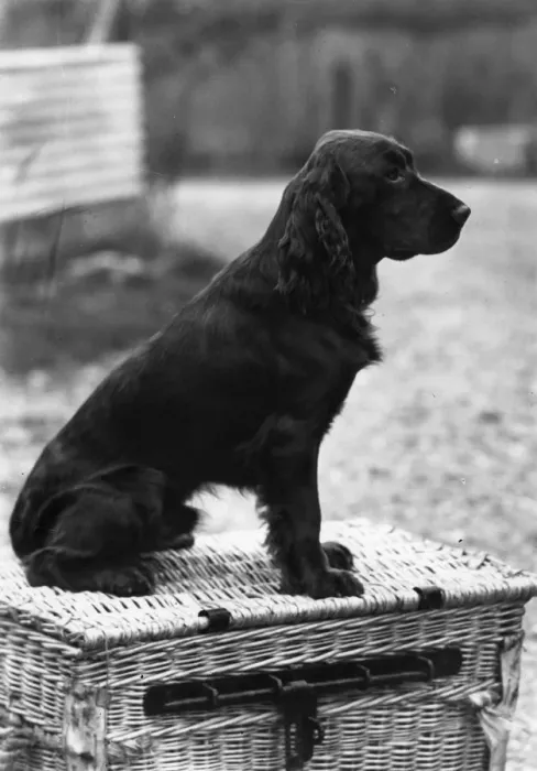 Framed Print : Merryjest of Westwind - Field Spaniel Framed Print : Merryjest of Westwind - Field Spaniel