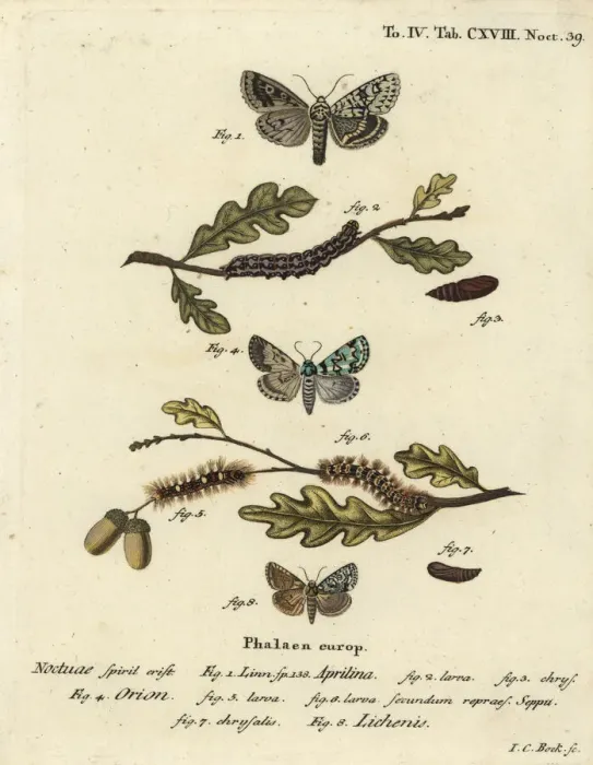 Framed Print : Merveille du jour, scarce merveille du jour Framed Print : Merveille du jour, scarce merveille du jour