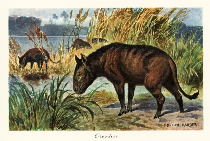 Framed Print : Merycoidodon, extinct genus of a herbivorous artiodactyl Framed Print : Merycoidodon, extinct genus of a herbivorous artiodactyl