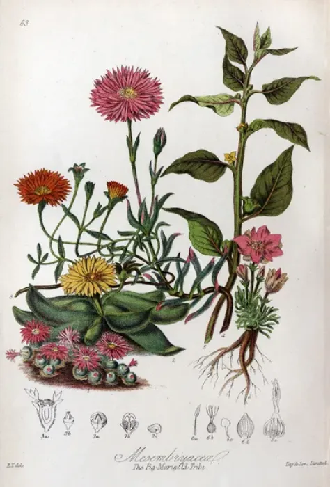 Framed Print : Mesembryaceae - Fig Marigold Framed Print : Mesembryaceae - Fig Marigold