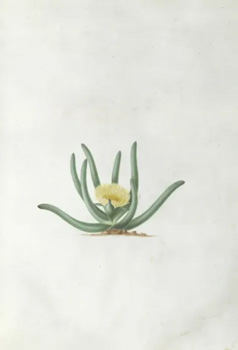 Framed Print : Mesembryanthemum calamiforme L. Var Framed Print : Mesembryanthemum calamiforme L. Var
