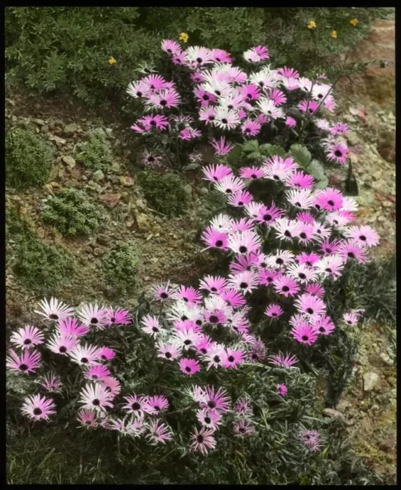 Framed Print : Mesembryanthemum (Midday Flowering) Tricolor Framed Print : Mesembryanthemum (Midday Flowering) Tricolor