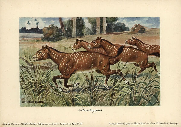 Mesohippus, extinct genus of early horse that