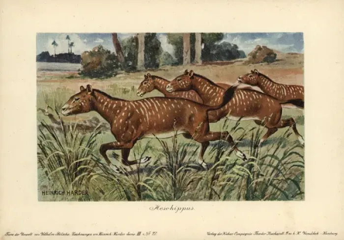 Framed Print : Mesohippus, extinct genus of early horse that Framed Print : Mesohippus, extinct genus of early horse that