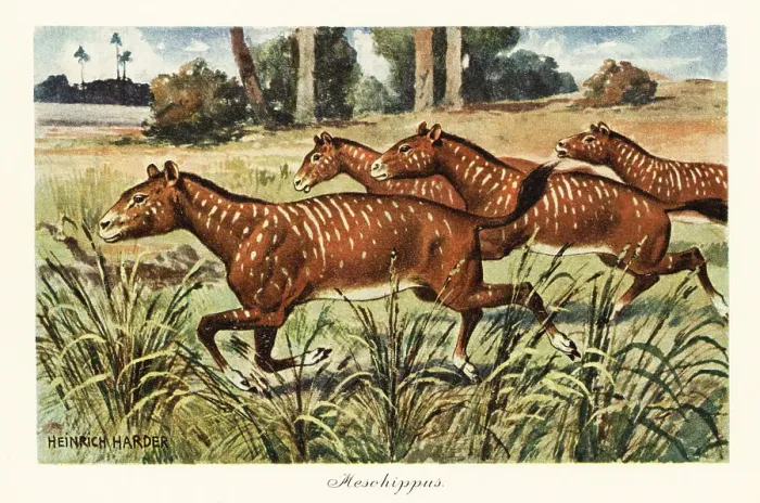 Framed Print : Mesohippus, extinct genus of early horse Framed Print : Mesohippus, extinct genus of early horse