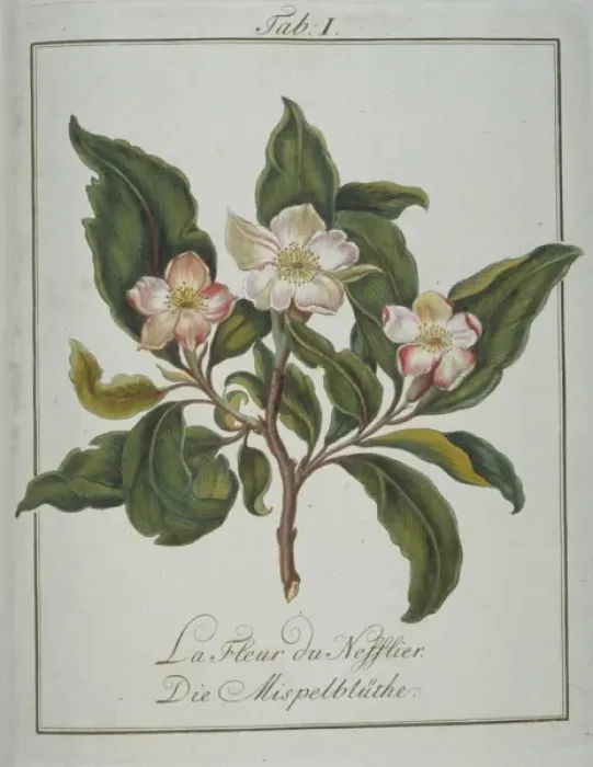 Framed Print : Mespilus germanica, flower of medlar Framed Print : Mespilus germanica, flower of medlar