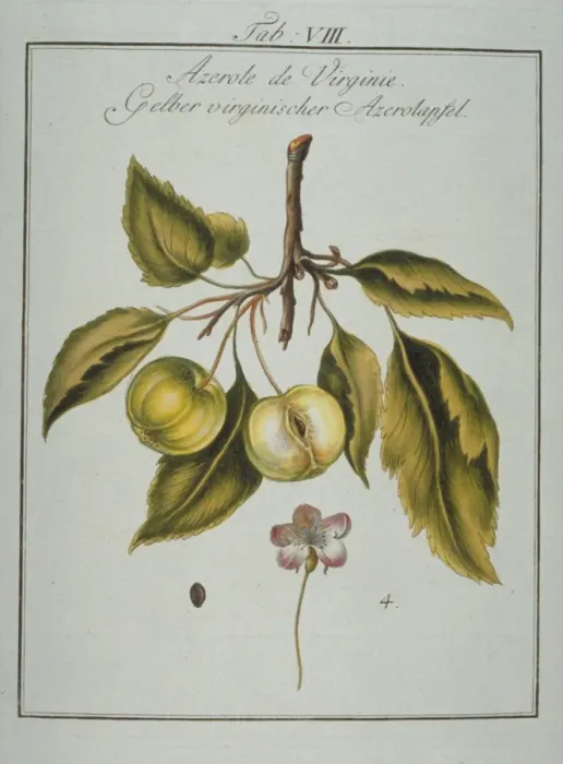 Framed Print : Mespilus germanica, Neapolitan medlar Framed Print : Mespilus germanica, Neapolitan medlar
