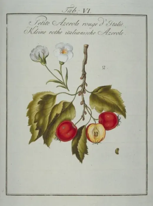 Framed Print : Mespilus germanica, Neapolitan medlar Framed Print : Mespilus germanica, Neapolitan medlar