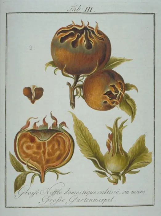 Framed Print : Mespilus sp. large black medlar Framed Print : Mespilus sp. large black medlar