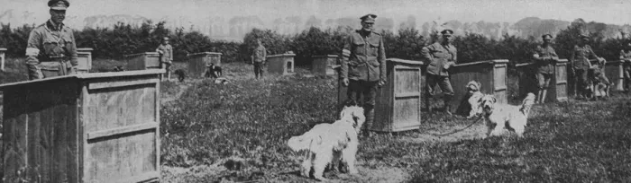 Framed Print : Messenger dogs billeted behind the front line trenches Framed Print : Messenger dogs billeted behind the front line trenches