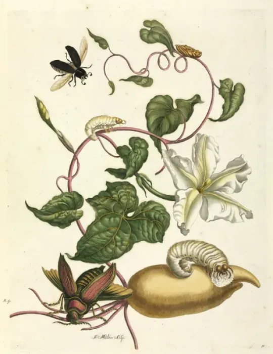 Framed Print : Metamorphosis insectorum Surinamensium Framed Print : Metamorphosis insectorum Surinamensium