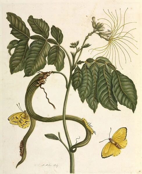 Metamorphosis insectorum Surinamensium