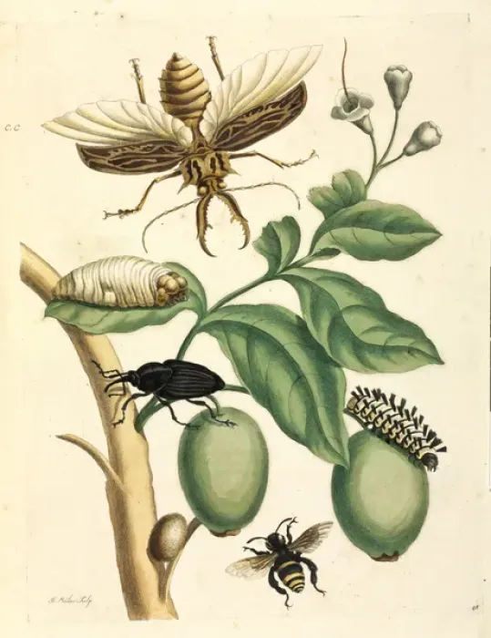 Framed Print : Metamorphosis insectorum Surinamensium Framed Print : Metamorphosis insectorum Surinamensium
