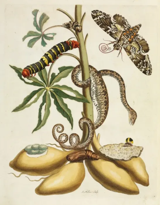 Framed Print : Metamorphosis insectorum Surinamensium Framed Print : Metamorphosis insectorum Surinamensium