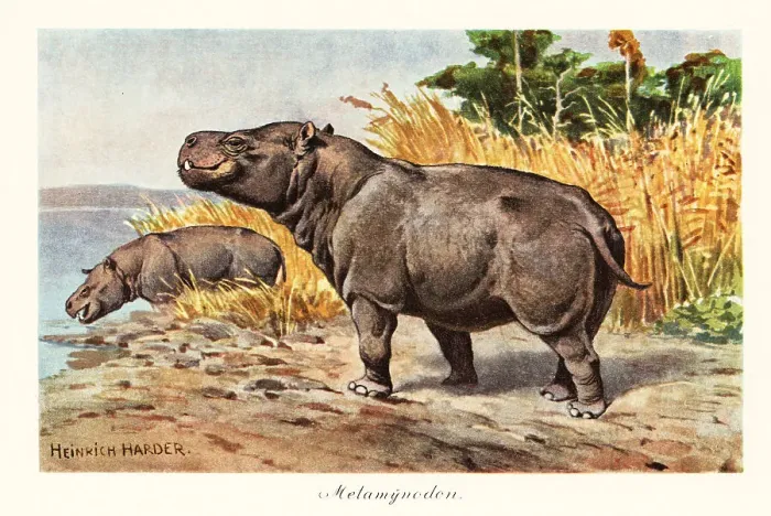 Framed Print : Metamynodon, extinct genus of amynodont rhino Framed Print : Metamynodon, extinct genus of amynodont rhino