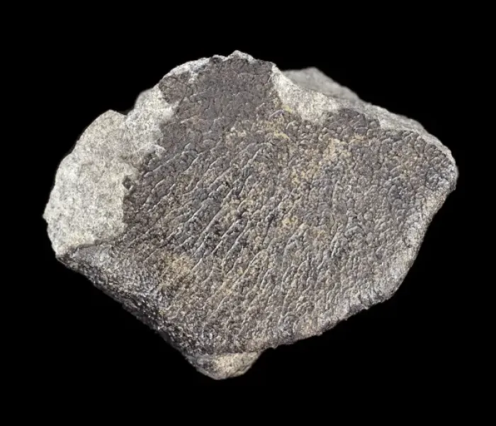 Framed Print : Meteorite. The fusion crust is a thin coating that may be glassy or matt in appearance Framed Print : Meteorite. The fusion crust is a thin coating that may be glassy or matt in appearance