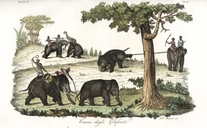 Framed Print : Method of catching wild elephants using lassos in Burma Framed Print : Method of catching wild elephants using lassos in Burma