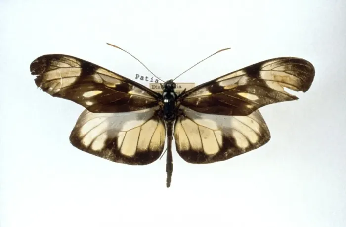 Framed Print : Methona themisto, bates butterfly Framed Print : Methona themisto, bates butterfly