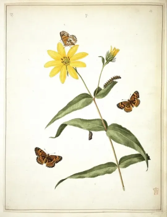 Framed Print : Metitaea ismeria and Helianthus tracheliifolius Framed Print : Metitaea ismeria and Helianthus tracheliifolius
