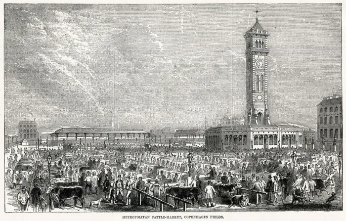 Framed Print : Metropolitan Cattle Market, Copenhagen Fields, London 1868 Framed Print : Metropolitan Cattle Market, Copenhagen Fields, London 1868