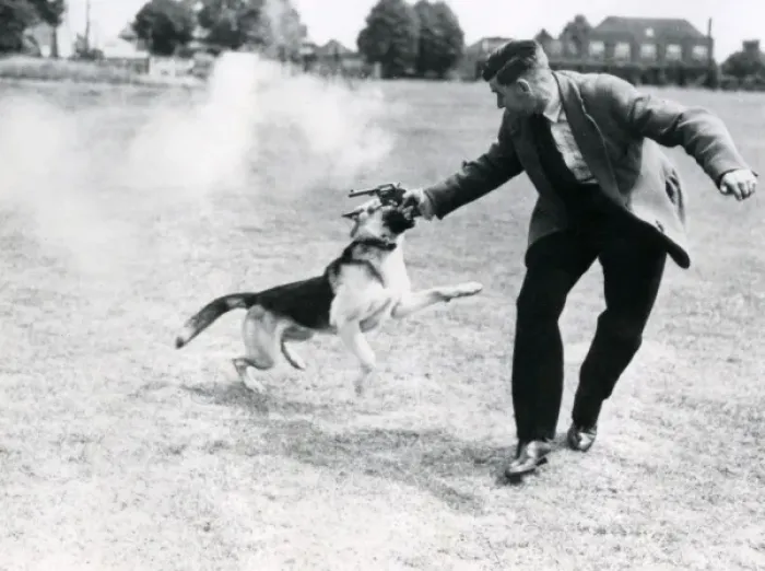 Framed Print : Metropolitan police dog handler training dog in field Framed Print : Metropolitan police dog handler training dog in field