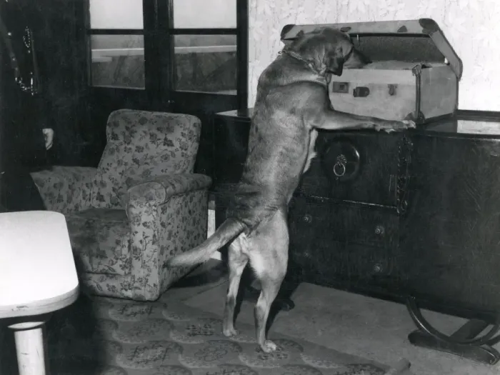 Framed Print : Metropolitan police dog investigating suitcase contents Framed Print : Metropolitan police dog investigating suitcase contents