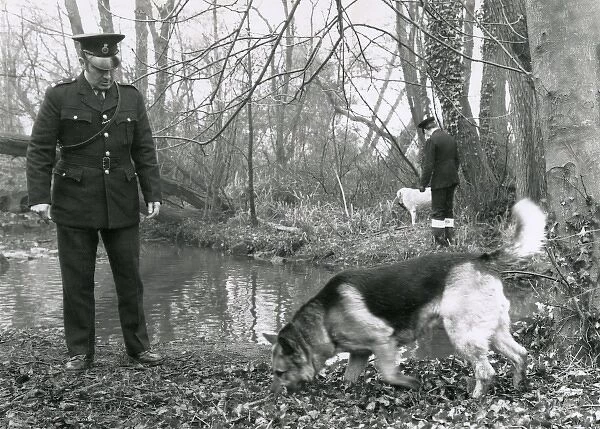 Two Metropolitan police officers with dogs in a wood