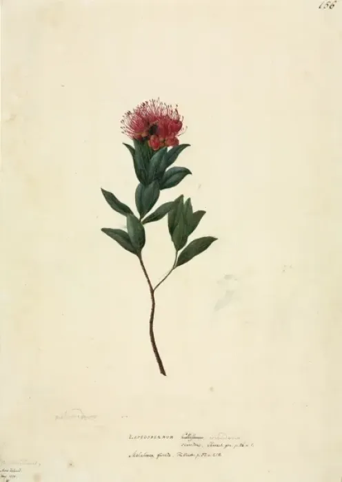 Framed Print : Metrosideros fulgens, scarlet rata Framed Print : Metrosideros fulgens, scarlet rata
