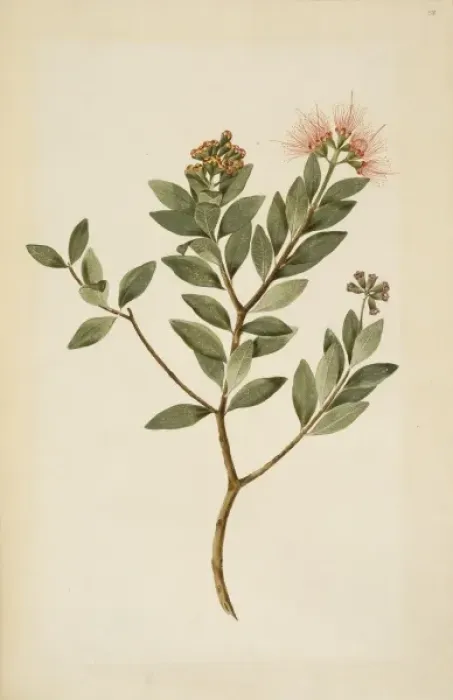 Framed Print : Metrosideros fulgens, scarlet rata Framed Print : Metrosideros fulgens, scarlet rata