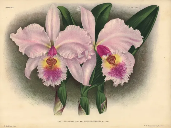 Framed Print : Meulenaereana variety of Cattleya gigas, Lind Framed Print : Meulenaereana variety of Cattleya gigas, Lind