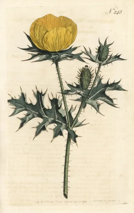 Framed Print : Mexican argemone or prickly poppy, Argemone mexicana Framed Print : Mexican argemone or prickly poppy, Argemone mexicana