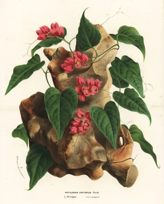 Framed Print : Mexican creeper, Antigonon leptopus Framed Print : Mexican creeper, Antigonon leptopus