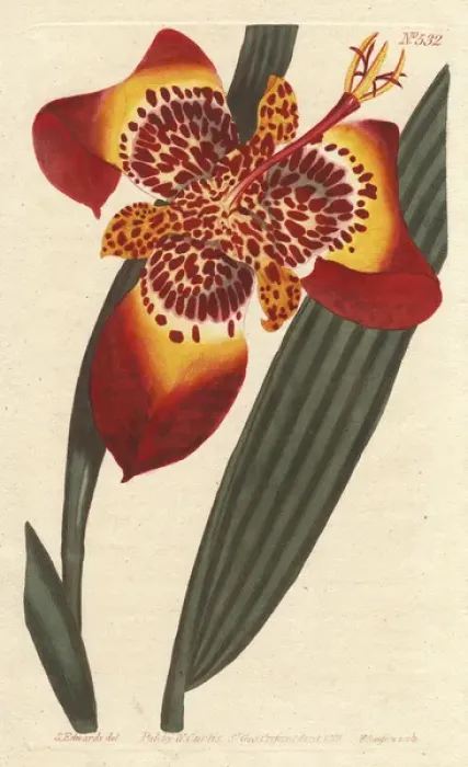 Framed Print : Mexican Ferraria iris, Peacock Flower, Tiger Framed Print : Mexican Ferraria iris, Peacock Flower, Tiger