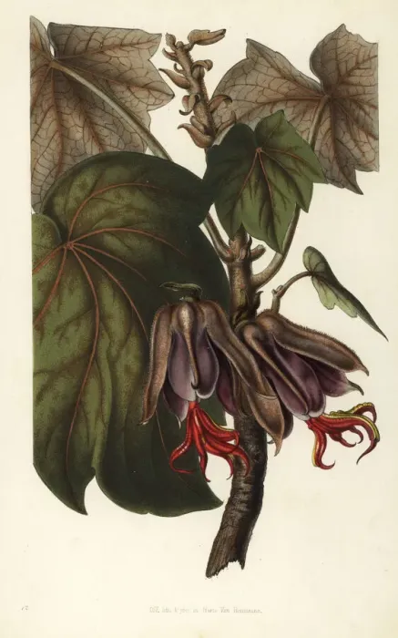 Framed Print : Mexican hand tree, Chiranthodendron pentadactylon Framed Print : Mexican hand tree, Chiranthodendron pentadactylon