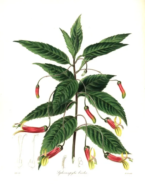 Framed Print : Mexican lobelia, Lobelia laxiflora Framed Print : Mexican lobelia, Lobelia laxiflora