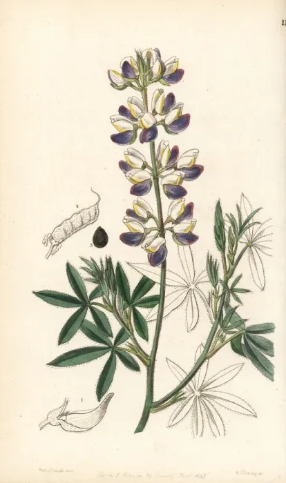 Framed Print : Mexican lupin, Lupinus mexicanus Framed Print : Mexican lupin, Lupinus mexicanus
