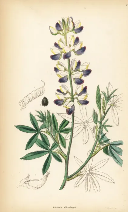Framed Print : Mexican lupin, Lupinus mexicanus Framed Print : Mexican lupin, Lupinus mexicanus