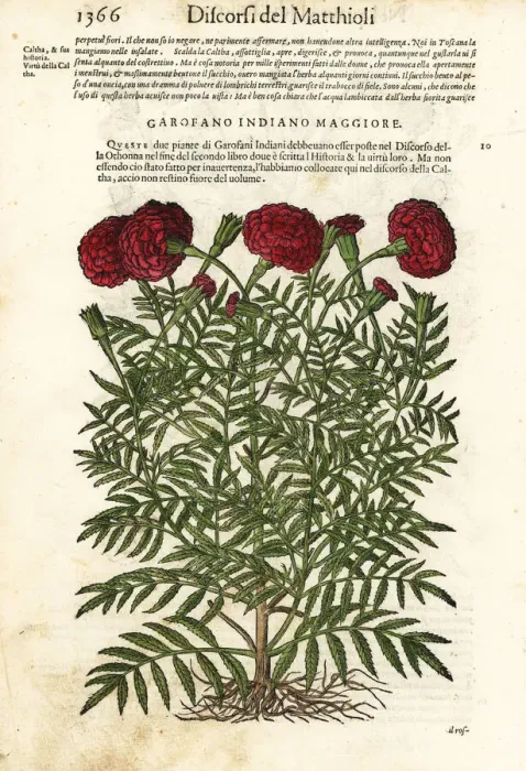 Framed Print : Mexican marigold or Aztec marigold, Tagetes erecta Framed Print : Mexican marigold or Aztec marigold, Tagetes erecta