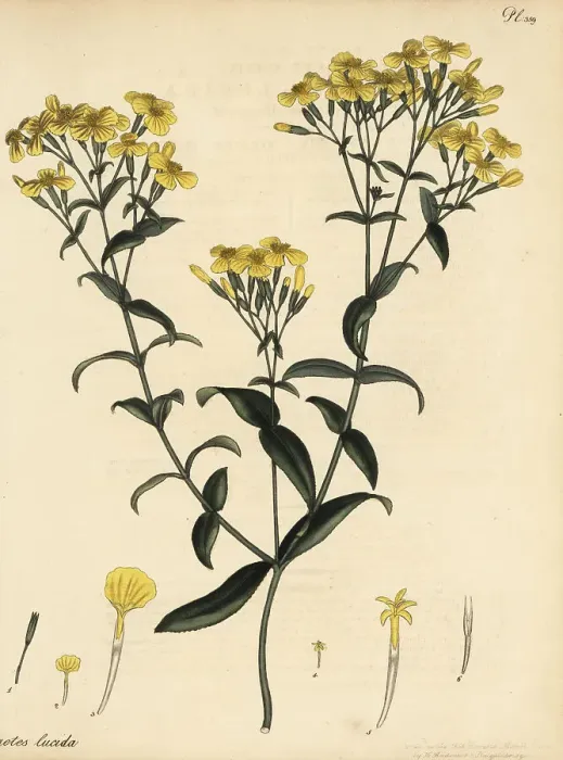 Framed Print : Mexican marigold, Tagetes lucida Framed Print : Mexican marigold, Tagetes lucida