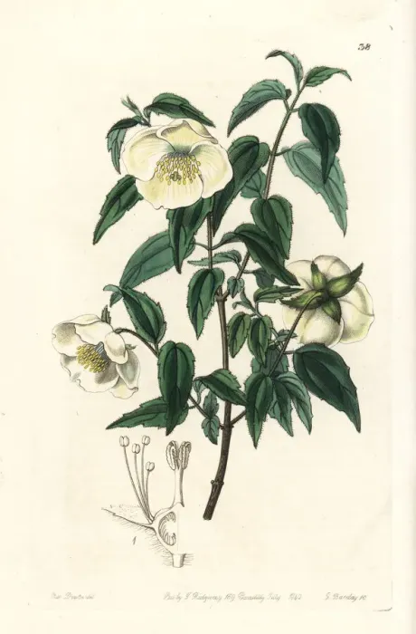 Framed Print : Mexican mock orange, Philadelphus mexicanus Framed Print : Mexican mock orange, Philadelphus mexicanus