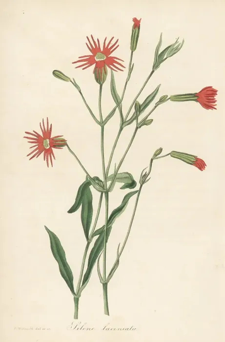 Framed Print : Mexican pink, Silene laciniata Framed Print : Mexican pink, Silene laciniata