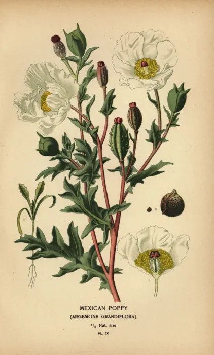 Framed Print : Mexican poppy, Argemone grandiflora Framed Print : Mexican poppy, Argemone grandiflora