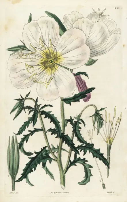 Framed Print : Mexican primrose or handsome white oenothera Framed Print : Mexican primrose or handsome white oenothera