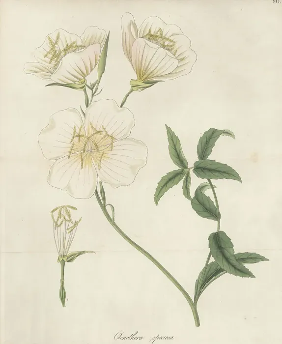 Framed Print : Mexican primrose, Oenothera speciosa Framed Print : Mexican primrose, Oenothera speciosa