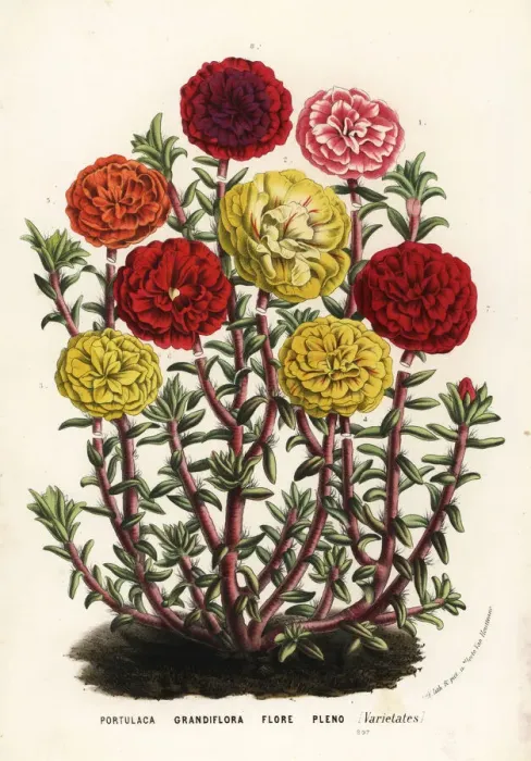 Framed Print : Mexican rose varieties, Portulaca grandiflora flore pleno Framed Print : Mexican rose varieties, Portulaca grandiflora flore pleno