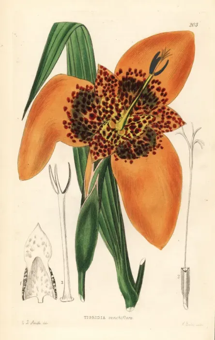 Framed Print : Mexican shellflower, Tigridia pavonia Framed Print : Mexican shellflower, Tigridia pavonia