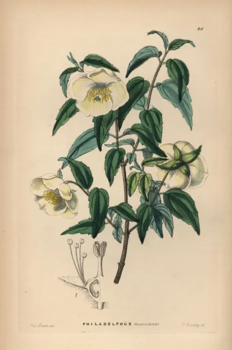 Framed Print : Mexican syringa or mock orange, Philadelphus mexicanus Framed Print : Mexican syringa or mock orange, Philadelphus mexicanus