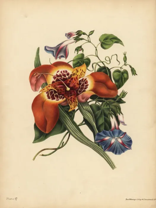 Framed Print : The Mexican Tiger-flower, Tigridia pavonia Framed Print : The Mexican Tiger-flower, Tigridia pavonia